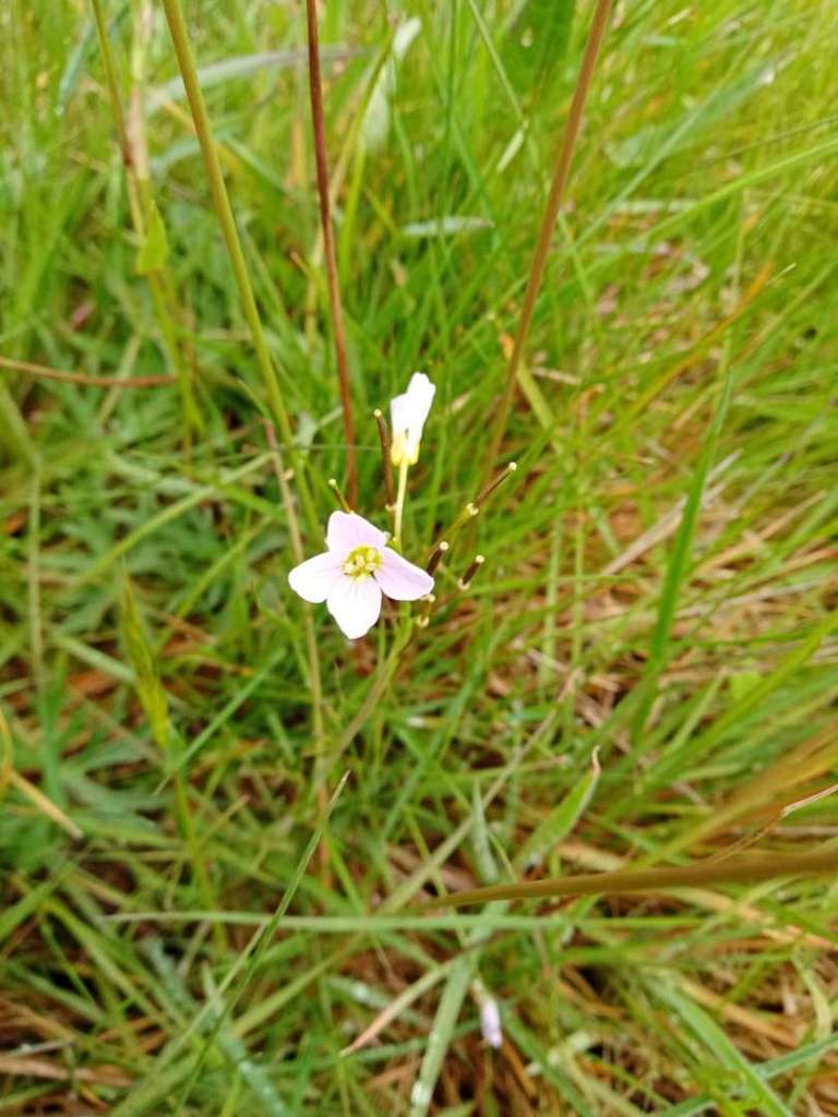 White flower species unknown on Monkwood Green Common
